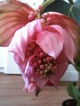 une des fleur