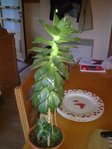 Photo0148ech.jpg