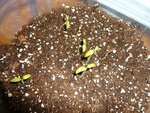 P1150001tomates porte-greffe.jpg