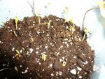 P1150003 aubergines.jpg