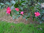 Camellia inconnu