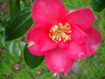 Camellia inconnu