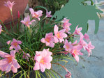 DSCF5007 &.jpg