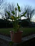 2011 01 - arum (2).JPG