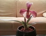 mon p'tit paphiopedilum