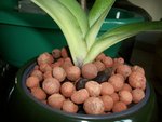 c'est quoi les petit point marrons à la base du coeur de mon p'tit paphio ?