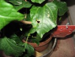 IMG_1969.JPG