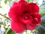 Camellia Japonica 'Général Leclerc'