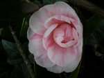 Camellia Japonica 'Marguerite Gouillon'