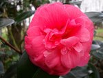 Camellia Japonica 'Gloire de Nantes'