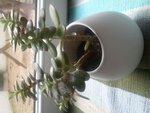 Photo0346.jpg