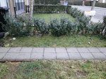 c le tout petit jardin a coter de ma porte d'entrée que j'aimerai bien fleurir et pourquoi pas en faire un joli parterre aussi la hai de bui derriere je voudrai la cacher car ma voisine etant malade mentale la taille tout le temps toute petite rein n'y fait on ne sais pas l'empecher !!!