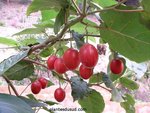 cyphomandra_betacea640x480.jpg