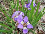 fleurs 2011 008.JPG