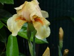 J'aime beaucoup la couleur de cet iris.