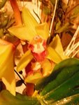 fleur1.jpg
