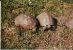 tortues.jpg