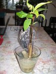 IMG_0594b.jpg