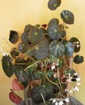 pour forumaujardin reco.jpg