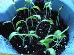 aubergines.jpg