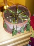 plante.jpg