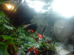dsc00404ay.jpg