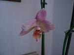 orchidée.jpg
