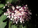 janvier 2011 martinique 501.JPG