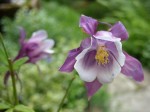 2008 05 31 ancolie.JPG