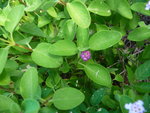 janvier 2011 martinique 134.JPG