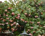 Arbre rose.jpg