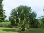 janvier 2011 martinique 073.JPG