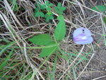 janvier 2011 martinique 129.JPG