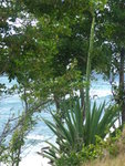 janvier 2011 martinique 253.JPG