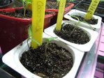 Tomates caro rich et Pipo