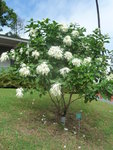 janvier 2011 martinique 070.JPG