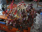 OXALIS-TRIANG1.JPG