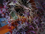 OXALIS-TRIANG2.JPG