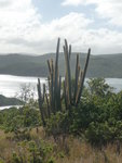 janvier 2011 martinique 139.JPG
