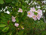 janvier 2011 martinique 287.JPG