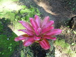 janvier 2011 martinique 457.JPG