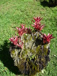 janvier 2011 martinique 513.JPG