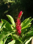 janvier 2011 martinique 451.JPG