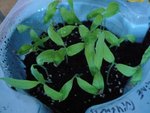 30-01-11 aubergines.jpg