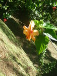 janvier 2011 martinique 452.JPG