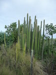 janvier 2011 martinique 328.JPG