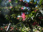 janvier 2011 martinique 448.JPG