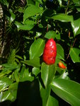janvier 2011 martinique 450.JPG