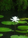 janvier 2011 martinique 526.JPG