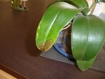 P1050294orchidee1.JPG
